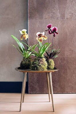 Kokedama é uma técnica japonesa que envolve as plantas dentro de uma “bola” de musgo, substrato e argila. Essas esferas artesanais passam a abrigar a raiz da planta, dispensando, portanto, o uso de vasos, floreiras, jardineiras e outros.    Essa técnica tem sido muito usada, especialmente para decorar ambientes pequenos, como apartamentos e varandas.