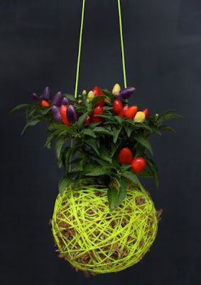 Kokedama é uma técnica japonesa que envolve as plantas dentro de uma “bola” de musgo, substrato e argila. Essas esferas artesanais passam a abrigar a raiz da planta, dispensando, portanto, o uso de vasos, floreiras, jardineiras e outros.    Essa técnica tem sido muito usada, especialmente para decorar ambientes pequenos, como apartamentos e varandas.