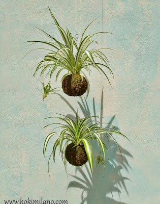 Kokedama é uma técnica japonesa que envolve as plantas dentro de uma “bola” de musgo, substrato e argila. Essas esferas artesanais passam a abrigar a raiz da planta, dispensando, portanto, o uso de vasos, floreiras, jardineiras e outros.    Essa técnica tem sido muito usada, especialmente para decorar ambientes pequenos, como apartamentos e varandas.