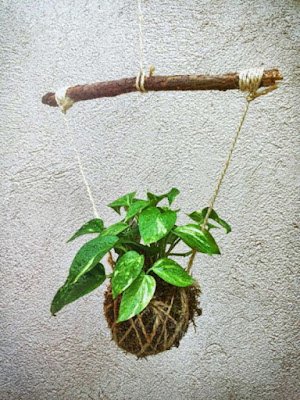 Kokedama é uma técnica japonesa que envolve as plantas dentro de uma “bola” de musgo, substrato e argila. Essas esferas artesanais passam a abrigar a raiz da planta, dispensando, portanto, o uso de vasos, floreiras, jardineiras e outros.    Essa técnica tem sido muito usada, especialmente para decorar ambientes pequenos, como apartamentos e varandas.