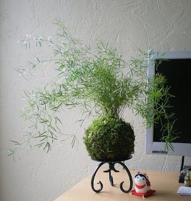 Kokedama é uma técnica japonesa que envolve as plantas dentro de uma “bola” de musgo, substrato e argila. Essas esferas artesanais passam a abrigar a raiz da planta, dispensando, portanto, o uso de vasos, floreiras, jardineiras e outros.    Essa técnica tem sido muito usada, especialmente para decorar ambientes pequenos, como apartamentos e varandas.