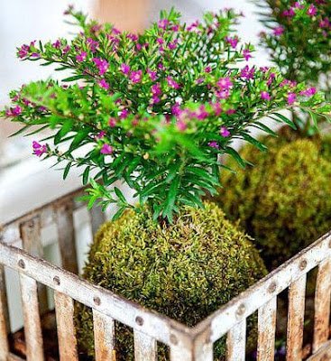 Kokedama é uma técnica japonesa que envolve as plantas dentro de uma “bola” de musgo, substrato e argila. Essas esferas artesanais passam a abrigar a raiz da planta, dispensando, portanto, o uso de vasos, floreiras, jardineiras e outros.    Essa técnica tem sido muito usada, especialmente para decorar ambientes pequenos, como apartamentos e varandas.