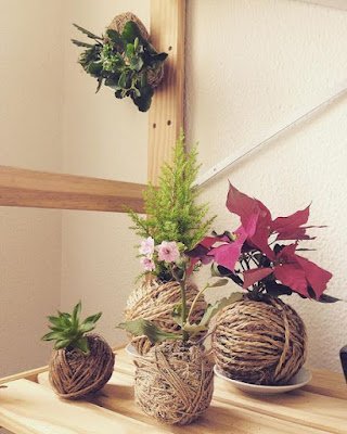 Kokedama é uma técnica japonesa que envolve as plantas dentro de uma “bola” de musgo, substrato e argila. Essas esferas artesanais passam a abrigar a raiz da planta, dispensando, portanto, o uso de vasos, floreiras, jardineiras e outros.    Essa técnica tem sido muito usada, especialmente para decorar ambientes pequenos, como apartamentos e varandas.