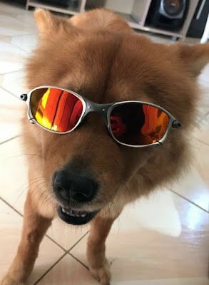 Os pets têm a necessidade sim do uso de óculos solares, para prevenir dos raios UVs. Porque, assim como nós, podem ter catarata e queimaduras relacionadas ao Sol. As vantagens do uso de óculos pets, também estão ligadas à proteção contra poeira, insetos e outros que possam cair em seus olhos, e doenças oftalmológicas que podem ser corrigidas e prevenidas.