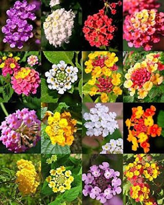 A lantana, também conhecida como camará, é uma planta ornamental que com sua simplicidade traz um colorido muito especial ao ambiente. Também é uma planta resistente e versátil e trás alguns benefícios a saúde