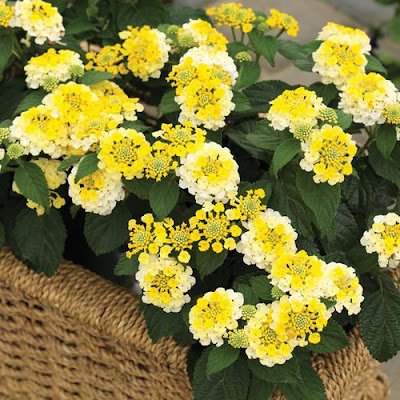 A lantana, também conhecida como camará, é uma planta ornamental que com sua simplicidade traz um colorido muito especial ao ambiente. Também é uma planta resistente e versátil e trás alguns benefícios a saúde