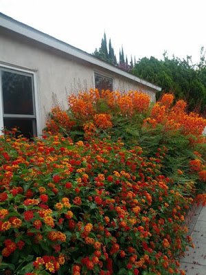 A lantana, também conhecida como camará, é uma planta ornamental que com sua simplicidade traz um colorido muito especial ao ambiente. Também é uma planta resistente e versátil e trás alguns benefícios a saúde
