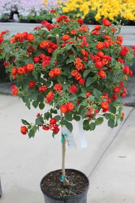 A lantana, também conhecida como camará, é uma planta ornamental que com sua simplicidade traz um colorido muito especial ao ambiente. Também é uma planta resistente e versátil e trás alguns benefícios a saúde