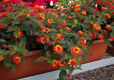 A lantana, também conhecida como camará, é uma planta ornamental que com sua simplicidade traz um colorido muito especial ao ambiente. Também é uma planta resistente e versátil e trás alguns benefícios a saúde