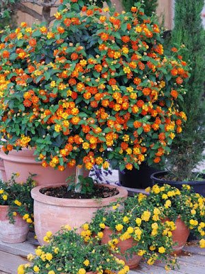 A lantana, também conhecida como camará, é uma planta ornamental que com sua simplicidade traz um colorido muito especial ao ambiente. Também é uma planta resistente e versátil e trás alguns benefícios a saúde