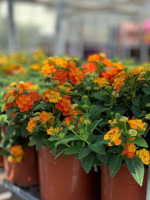 A lantana, também conhecida como camará, é uma planta ornamental que com sua simplicidade traz um colorido muito especial ao ambiente. Também é uma planta resistente e versátil e trás alguns benefícios a saúde