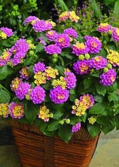 A lantana, também conhecida como camará, é uma planta ornamental que com sua simplicidade traz um colorido muito especial ao ambiente. Também é uma planta resistente e versátil e trás alguns benefícios a saúde