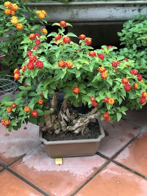 A lantana, também conhecida como camará, é uma planta ornamental que com sua simplicidade traz um colorido muito especial ao ambiente. Também é uma planta resistente e versátil e trás alguns benefícios a saúde