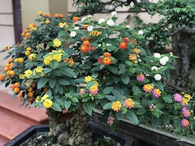 A lantana, também conhecida como camará, é uma planta ornamental que com sua simplicidade traz um colorido muito especial ao ambiente. Também é uma planta resistente e versátil e trás alguns benefícios a saúde