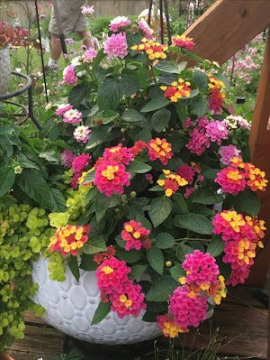 A lantana, também conhecida como camará, é uma planta ornamental que com sua simplicidade traz um colorido muito especial ao ambiente. Também é uma planta resistente e versátil e trás alguns benefícios a saúde