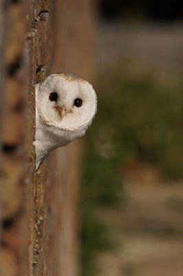 As corujas são pássaros intrigantes que conseguem capturar facilmente a atenção de qualquer pessoa. Têm a capacidade de enxergar através da escuridão da noite e também simboliza a reflexão e o conhecimento racional e intuitivo