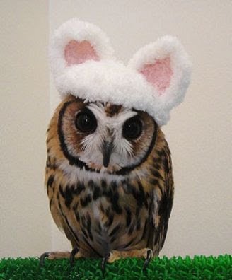 As corujas são pássaros intrigantes que conseguem capturar facilmente a atenção de qualquer pessoa. Têm a capacidade de enxergar através da escuridão da noite e também simboliza a reflexão e o conhecimento racional e intuitivo