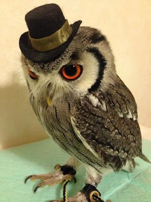 As corujas são pássaros intrigantes que conseguem capturar facilmente a atenção de qualquer pessoa. Têm a capacidade de enxergar através da escuridão da noite e também simboliza a reflexão e o conhecimento racional e intuitivo