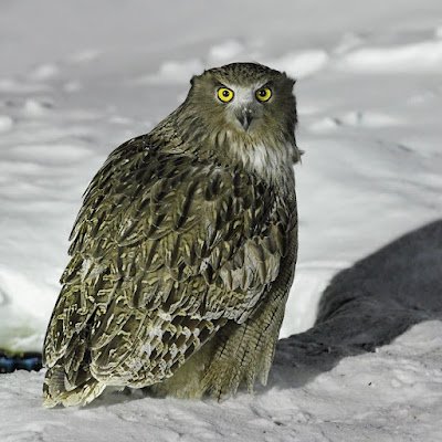 A maior coruja do mundo, em estatura, é a Coruja-pescadora-de-blakiston (Bubo blakistoni)  endêmica em florestas no leste da Rússia, China e Japão. Sendo a espécie mais rara de ser vista entre as corujas, estas aves têm 75 centímetros de altura, dois metros de envergadura e podem pesar mais de 4,6 quilos.