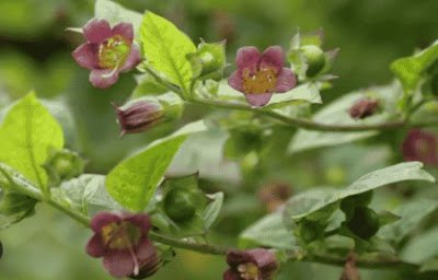 Embora seja uma planta relativamente conhecida, a beladona causa muita confusão na cabeça das pessoas porque possui duas variações com o mesmo nome.
