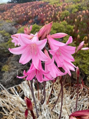Amaryllis Beladonna é uma flor bastante bonita, delicada e que possui uma floração bastante volumosa no inverno. Embora não forneça frutos, essa planta também possui sua toxicidade   A parte tóxica dessa planta é o bulbo, que é uma espécie de raiz para o seu desenvolvimento. O cultivo dessa planta é feito com o bulbo e por isso é importante ter cuidado no manuseio para evitar possíveis intoxicações.