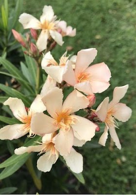 Todas as partes do belo Oleandro ( nome popular Espirradeira ) possuem diversos tipos de toxina, sendo as duas mais fortes a oleandrina e a neriine, que afetam drasticamente o coração. Na verdade, o veneno da planta é tão forte que é possível morrer apenas comendo o mel de uma abelha que utilizou seu néctar como fonte.