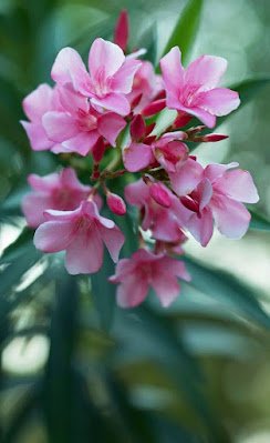 Todas as partes do belo Oleandro ( nome popular Espirradeira ) possuem diversos tipos de toxina, sendo as duas mais fortes a oleandrina e a neriine, que afetam drasticamente o coração. Na verdade, o veneno da planta é tão forte que é possível morrer apenas comendo o mel de uma abelha que utilizou seu néctar como fonte.