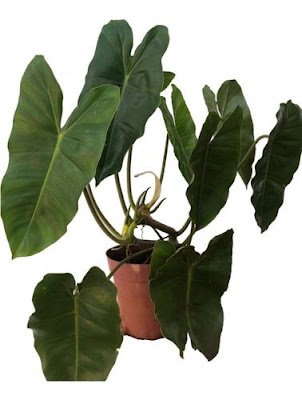 Imbé (Philodendron) É uma planta super bonita e em casa cria um efeito como se fosse um cenário, graças as suas folhas grandes e imponentes que podem atingir até um metro de altura.   Mas mesmo assim, é preciso ter cuidado e não estar muito perto, pois os pecíolos (são os cabinhos que unem as folhas à planta) emitem uma substância branca leitosa que pode causar irritações na pele e nos olhos e, se acidentalmente ingerida, pode até mesmo provocar asfixia!