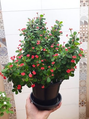 Coroa-de-Cristo Possui pequenas flores vermelhas ou amarelas, que dão um charme especial para a coroa-de-cristo. Quando o caule sofre um impacto, como um corte, solta um látex tóxico e leitoso.  Esse líquido contém ésteres de forbol, um componente que causa irritação.   Na pele, os perigos da coroa-de-cristo não são tão grandes, mas, se entrar em contato com os olhos ou com a boca, ela pode gerar graves consequências, como sangramentos, vômitos e diarreia.