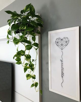 Jiboia A jiboia é uma planta bastante resistente, não precisa de muitos cuidados e requer pouca rega, apenas quando a terra está seca.    Além de ser fácil de cuidar, ela é ótima para absorver formaldeído e xileno. A jiboia também filtra o benzeno, que é liberado por produtos de limpeza, por exemplo. Assim, é uma boa dica para quem tem alergia a essas substâncias.