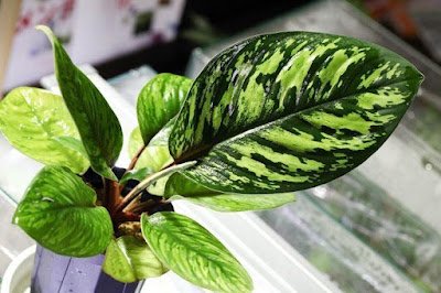 Escudo prateado Espécie da família Araceae, com nome de Homalomena wallisii, é bem semelhante à velha conhecida “comigo-ninguém-pode”. É uma planta de menor porte, podendo ser cultivada em vasos pequenos, possuindo folhas verde manchadas de creme.    Com o poder de absorver amoníaco, tolueno e xileno, o escudo prateado necessita de ambiente mais úmidos, demandando regas frequentes.