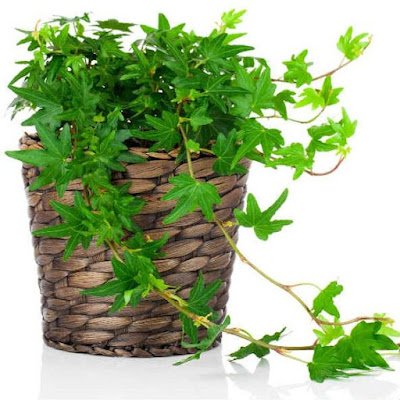 Hera inglesa Uma das melhores plantas que ajudam a purificar o ar da casa, a hera inglesa é ótima para absorver toxinas. E mais: ela ajuda a umidificar os ambientes.    Ela pode ser cultivada em vasos em ambientes fechados, pode ser moldada para seguir treliças e pode, ainda, servir como forração para muros e janelas.