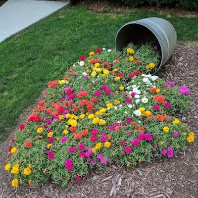 Seu ciclo de vida dura um ano, envolvendo plantio, crescimento e floração até secar. Se você quer manter a planta viva, é preciso replantar no período de 12 meses.    Podem ser plantadas em vasos, jardineiras ou diretamente em canteiros, formando tapetes de flores.
