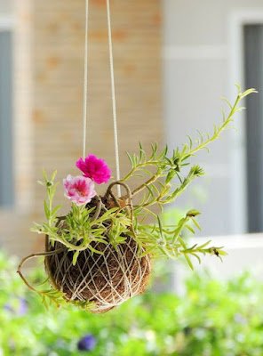 Seu ciclo de vida dura um ano, envolvendo plantio, crescimento e floração até secar. Se você quer manter a planta viva, é preciso replantar no período de 12 meses.    Podem ser plantadas em vasos, jardineiras ou diretamente em canteiros, formando tapetes de flores.