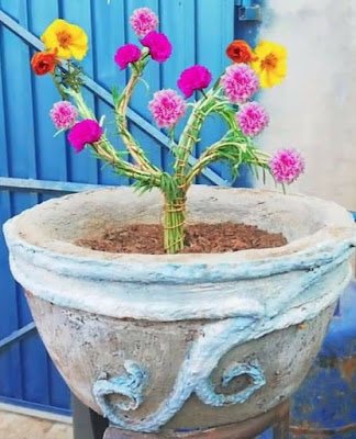 Seu ciclo de vida dura um ano, envolvendo plantio, crescimento e floração até secar. Se você quer manter a planta viva, é preciso replantar no período de 12 meses.    Podem ser plantadas em vasos, jardineiras ou diretamente em canteiros, formando tapetes de flores.