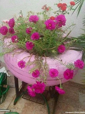 Seu ciclo de vida dura um ano, envolvendo plantio, crescimento e floração até secar. Se você quer manter a planta viva, é preciso replantar no período de 12 meses.    Podem ser plantadas em vasos, jardineiras ou diretamente em canteiros, formando tapetes de flores.