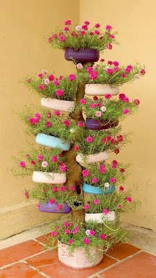 Seu ciclo de vida dura um ano, envolvendo plantio, crescimento e floração até secar. Se você quer manter a planta viva, é preciso replantar no período de 12 meses.    Podem ser plantadas em vasos, jardineiras ou diretamente em canteiros, formando tapetes de flores.