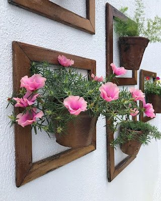 Seu ciclo de vida dura um ano, envolvendo plantio, crescimento e floração até secar. Se você quer manter a planta viva, é preciso replantar no período de 12 meses.    Podem ser plantadas em vasos, jardineiras ou diretamente em canteiros, formando tapetes de flores.