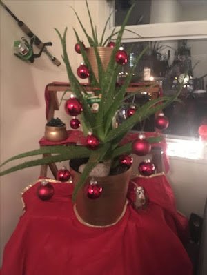 O Natal é o símbolo da vida, do nascimento do nosso salvador, então nada melhor do que decorar a casa com plantinhas, pois elas simbolizam a vida, harmonizam e purificam nosso lar, trazem a beleza da natureza e da vida para dentro de nossas casas.