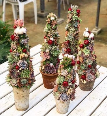 O Natal é o símbolo da vida, do nascimento do nosso salvador, então nada melhor do que decorar a casa com plantinhas, pois elas simbolizam a vida, harmonizam e purificam nosso lar, trazem a beleza da natureza e da vida para dentro de nossas casas.