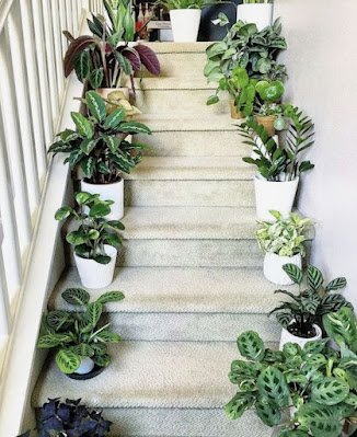Ter plantas dentro de casa é uma ótima forma de deixar o lar mais agradável, melhorar o bem-estar e ampliar a conexão com a natureza.