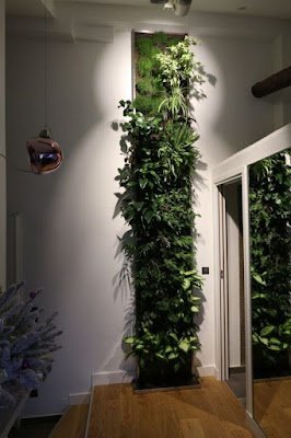 Ter plantas dentro de casa é uma ótima forma de deixar o lar mais agradável, melhorar o bem-estar e ampliar a conexão com a natureza.