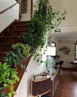 Ter plantas dentro de casa é uma ótima forma de deixar o lar mais agradável, melhorar o bem-estar e ampliar a conexão com a natureza.