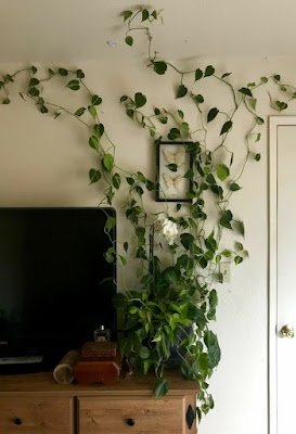 Se você é apaixonada por plantas mas tem pouco espaço em casa ou mora em um apartamento e isso está te impedindo de criar aquele jardim que sempre teve vontade, saiba que isso não precisa ser mais um problema.