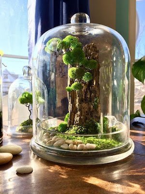 Também conhecidos como mini jardins, os terrários são recipientes com plantas que se reproduzem nas condições ambientais necessárias. Eles podem ter diversos tamanhos e podem ser feitos com diversos tipos e materiais, desde que sejam transparentes.