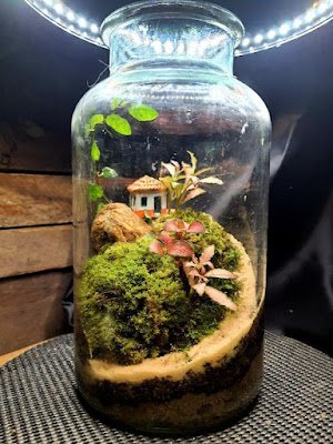 Também conhecidos como mini jardins, os terrários são recipientes com plantas que se reproduzem nas condições ambientais necessárias. Eles podem ter diversos tamanhos e podem ser feitos com diversos tipos e materiais, desde que sejam transparentes.