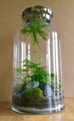 Também conhecidos como mini jardins, os terrários são recipientes com plantas que se reproduzem nas condições ambientais necessárias. Eles podem ter diversos tamanhos e podem ser feitos com diversos tipos e materiais, desde que sejam transparentes.