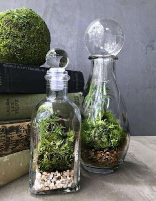 Também conhecidos como mini jardins, os terrários são recipientes com plantas que se reproduzem nas condições ambientais necessárias. Eles podem ter diversos tamanhos e podem ser feitos com diversos tipos e materiais, desde que sejam transparentes.