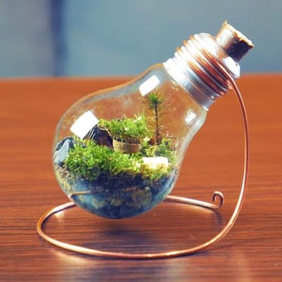 Também conhecidos como mini jardins, os terrários são recipientes com plantas que se reproduzem nas condições ambientais necessárias. Eles podem ter diversos tamanhos e podem ser feitos com diversos tipos e materiais, desde que sejam transparentes.