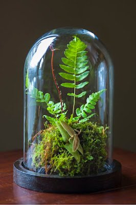 Também conhecidos como mini jardins, os terrários são recipientes com plantas que se reproduzem nas condições ambientais necessárias. Eles podem ter diversos tamanhos e podem ser feitos com diversos tipos e materiais, desde que sejam transparentes.